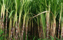 Ilustrasi-kebun-tebu.jpg