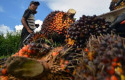 Ilustrasi-petani-sawit4.jpg