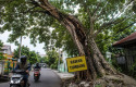 Ilustrasi-pohon-tua.jpg