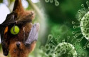 Ilustrasi-virus-Nipah.jpg