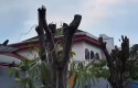 Ironi-di-Tengah-Penghijauan-Pohon-Aset-Pemko-Pekanbaru-Diduga-Ditebang-Ilegal.jpg