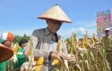 JAGUNG-KAMPAR.jpg