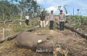 Jeratan-Maut-di-Hutan-Konservasi-Gajah-Sumatera-Muda-Mati-di-Tesso-Nilo.jpg