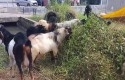 Kambing-kurban2.jpg