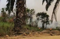 Karhutla-Belum-Usai-Kobaran-Api-Membakar-Lahan-di-Kota-Lama-Inhu.jpg