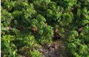 Kawanan-gajah-masuk-kebun.jpg