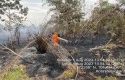 Kebakaran-Hutan-dan-Lahan17.jpg