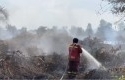 Kebakaran-di-Tapung3.jpg