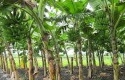 Kebun-Pisang.jpg