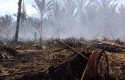 Kebun-Sagu-Warga-di-Meranti-Terbakar.jpg