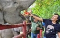 Komeng-beri-makan-gajah.jpg