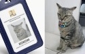 Kucing-Kokom-Kementerian-PUPR.jpg