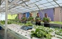 Lapas-Kelas-IIA-Pekanbaru-Panen-Perdana-Nanas-Madu-dan-Pakcoy-Hidroponik.jpg