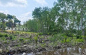 Mangrove-Sepanjang-700-Meter-di-Tepi-Sungai-Siak-Dibabat-dan-Ditanami-Sawit.jpg
