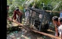 Masuk-Permukiman-BBKSDA-Riau-Evakuasi-Beruang-Madu-ke-Hutan-Konservasi.jpg