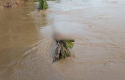 Mayat-di-sungai-kuantan1.jpg