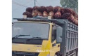 Meski-Sudah-Dilarang-Bupati-Siak-Truk-Sawit-Masih-Melintas-di-Jam-Sekolah.jpg