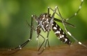 Nyamuk-Aedes-Aegypti.jpg