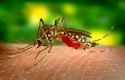 Nyamuk-Aedes-Aegypti4.jpg