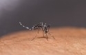 Nyamuk-Aedes-aegypti6.jpg