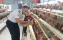 Panen-telur-ayam-di-lapas-pekanbaru.jpg