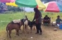 Pedagang-hewan-kurban-di-pekanbaru.jpg