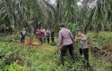 Pekerja-Sawit-di-Siak-Temukan-Kerangka-Manusia-Saat-Hendak-Panen.jpg