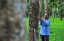 Pembangunan-Perkebunan-Karet-Rakyat-Riau.jpg