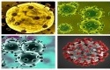 Penampakan-virus-corona-dalam-versi-berbeda.jpg
