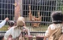 Pengunjung-kasang-kulim-zoo1.jpg