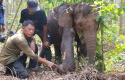 Penyelamatan-anak-gajah-di-tesso.jpg