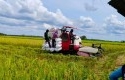 Petani-Bungaraya-Sumringah-Bulog-Tampung-Gabah-Sesuai-HET-Rp6.500-per-Kg.jpg