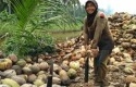 Petani-Kelapa.jpg