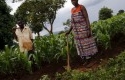 Petani-Malawi-Gunakan-Air-Pipis-untuk-Pupuk.jpg