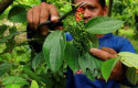 Petani-lada2.jpg