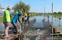 Petani-memanen-ikan-bandeng.jpg
