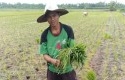 Petani2.jpg