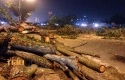 Petugas-tebang-pohon5.jpg