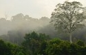 Pohon-Sialang.jpg