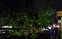 Pohon-besar-tumbang-di-pekanbaru.jpg