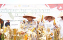 Polda-Riau-Panen-18-Ton-Jagung-dari-Lahan-82-Hektare.jpg