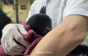 Polresta-Pekanbaru-Tangkap-Pelaku-Perdagangan-Ilegal-Owa-Siamang.jpg