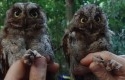 Principe-Scops-Owl.jpg