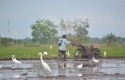 Proses-tanam-padi-di-siak.jpg