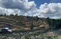 Puluhan-Hektar-Hutan-Lindung-Ditanami-Sawit-Usia-6-Bulan-2-Tahun.jpg