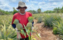 RAPP-Dorong-Petani-Kuala-Panduk-Bangun-Sentra-Nanas-Berdaya-Saing.jpg