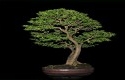 Roemahbonsai-Pekanbaru5.jpg