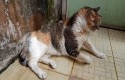 Rumah-Kucing-Pekanbaru2.jpg