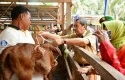 Sapi-Brahman-Cross.jpg