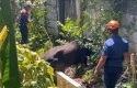Sapi-Kurban-Ngamuk-Terjebak-di-Saluran-Air.jpg